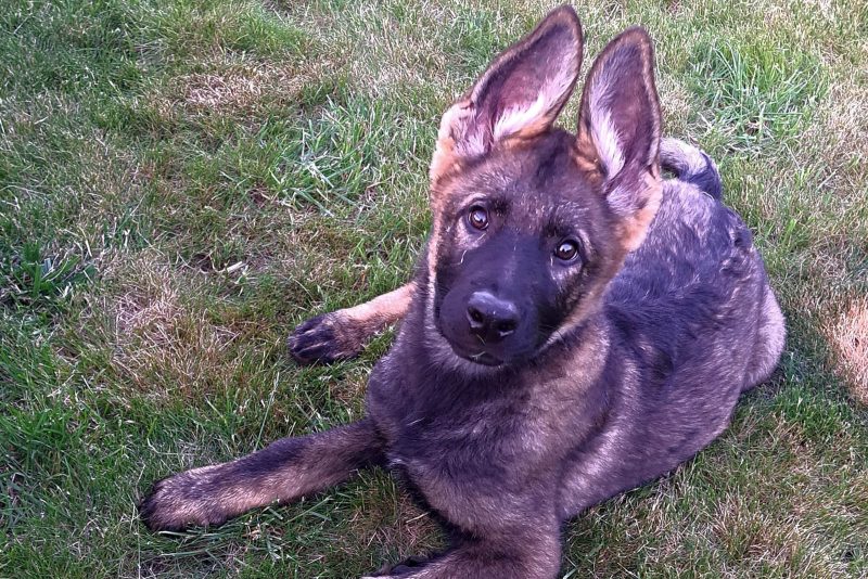 Monográfico de Obediencia para Cachorros