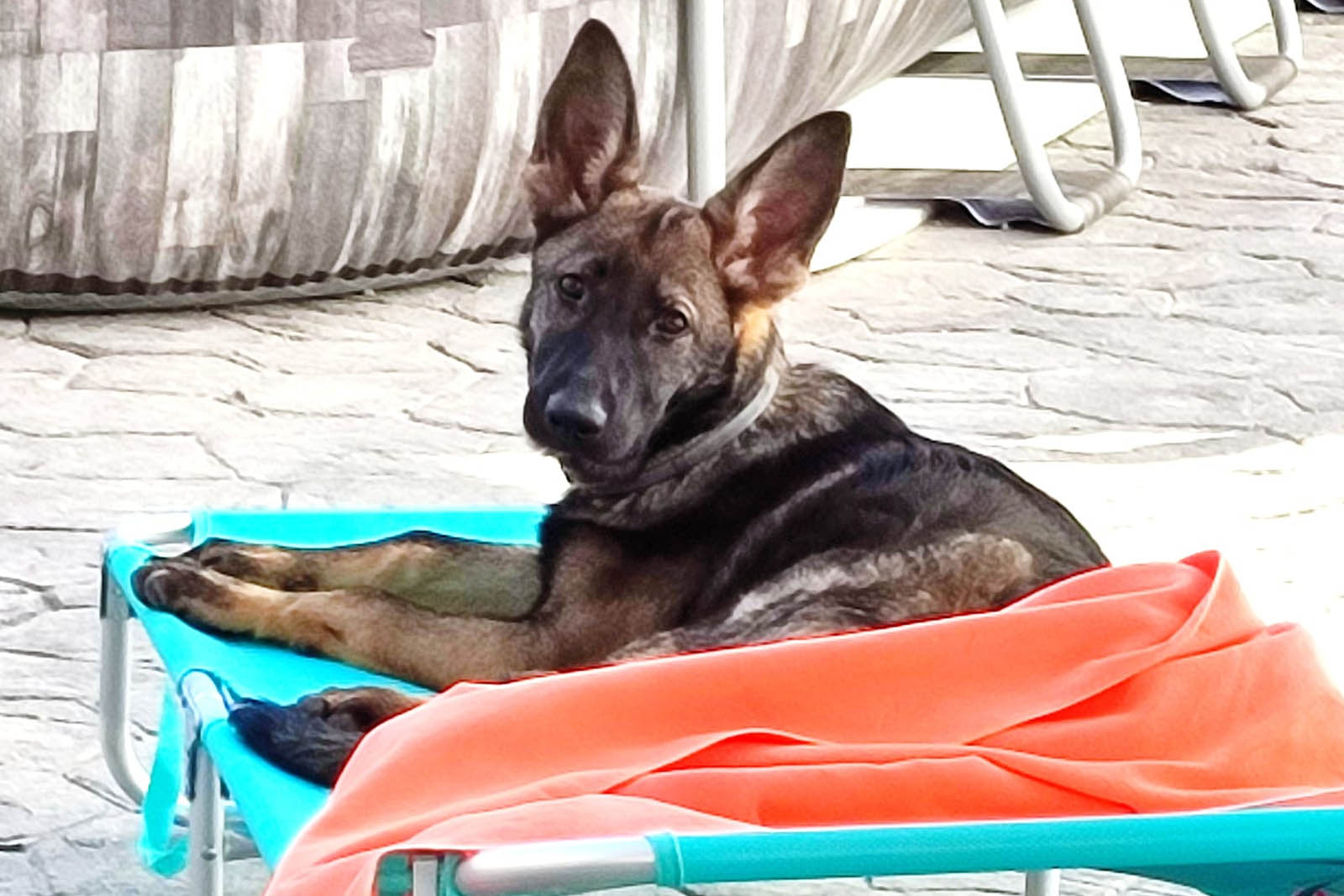 Monográfico de Obediencia para Cachorros - Imagen 3